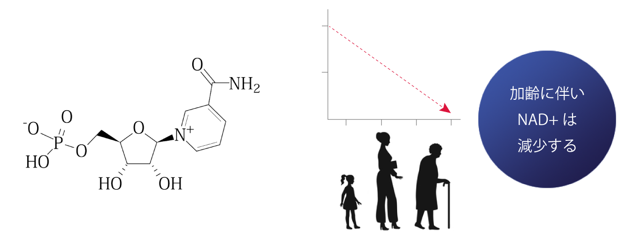  WHAT'S NMN ～NMNとは～